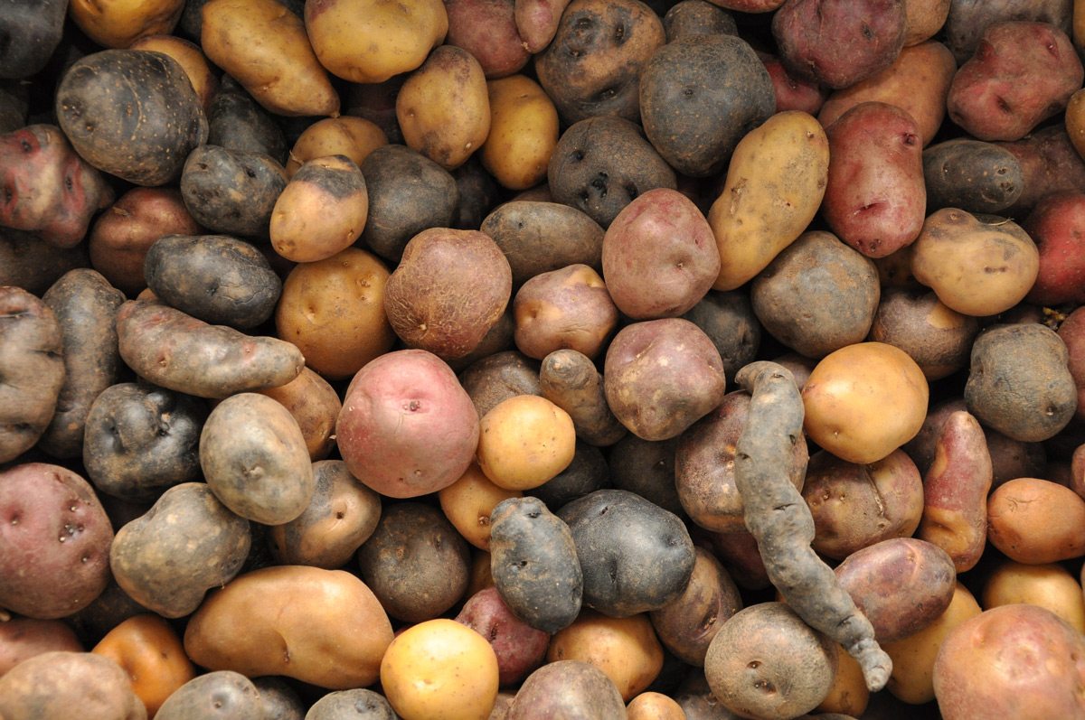 What is the Meaning of a Potato? Cuisine as Language for Biocultural Connectivity