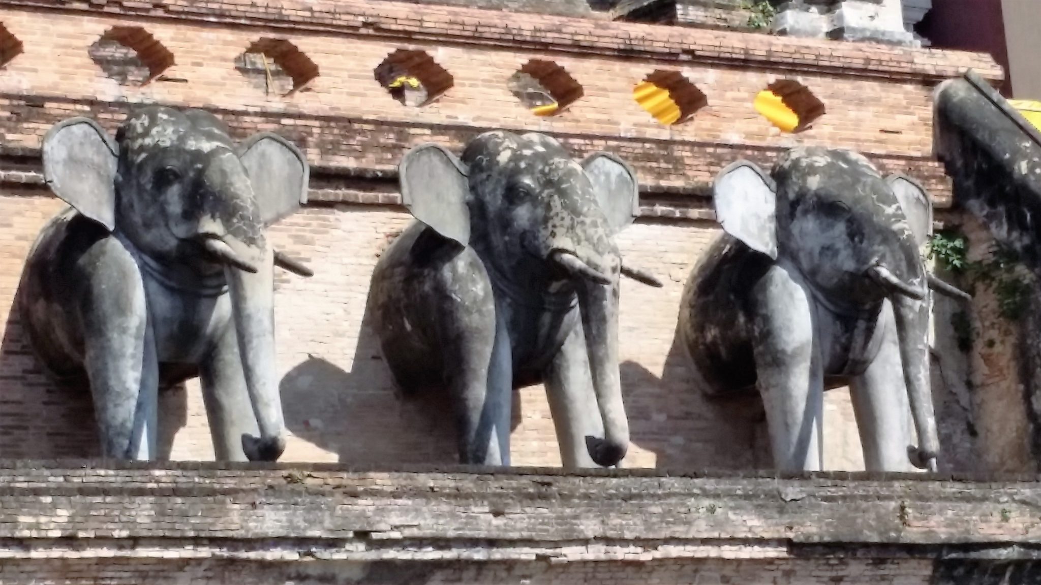 Elephants in the City