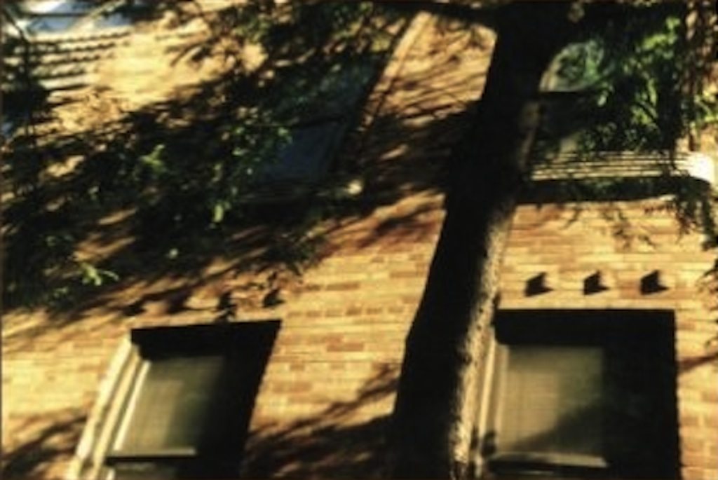 Timely Tales of Urban Nature
