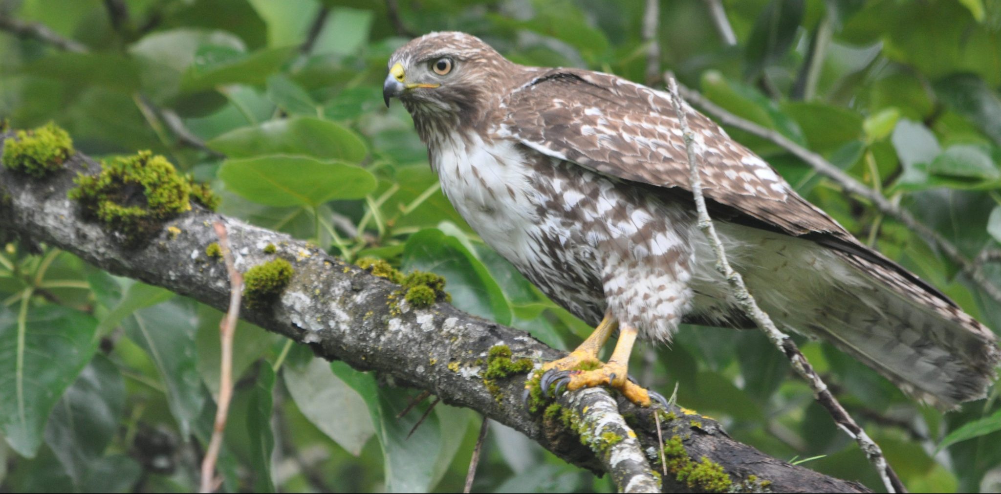 Urban Wildlife—Celebrating the Commonplace