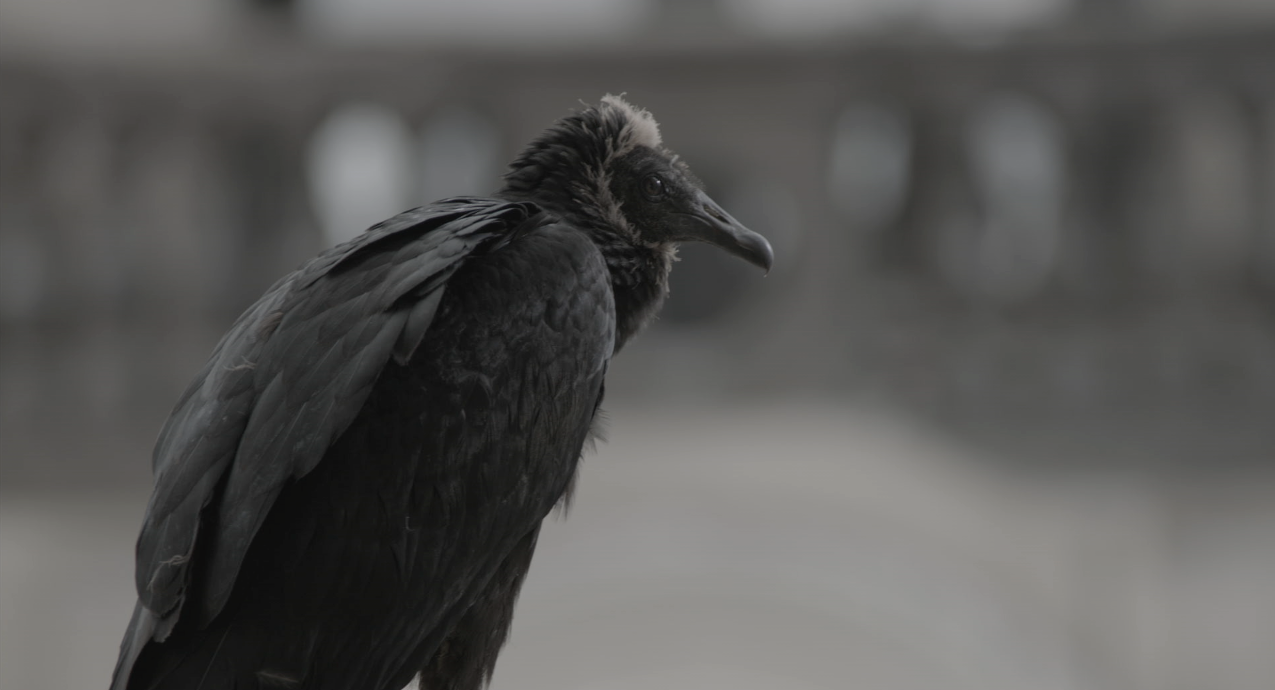 Social Media Sharks and Tell-Tale Vultures—Connecting to Nature in a Digital Age