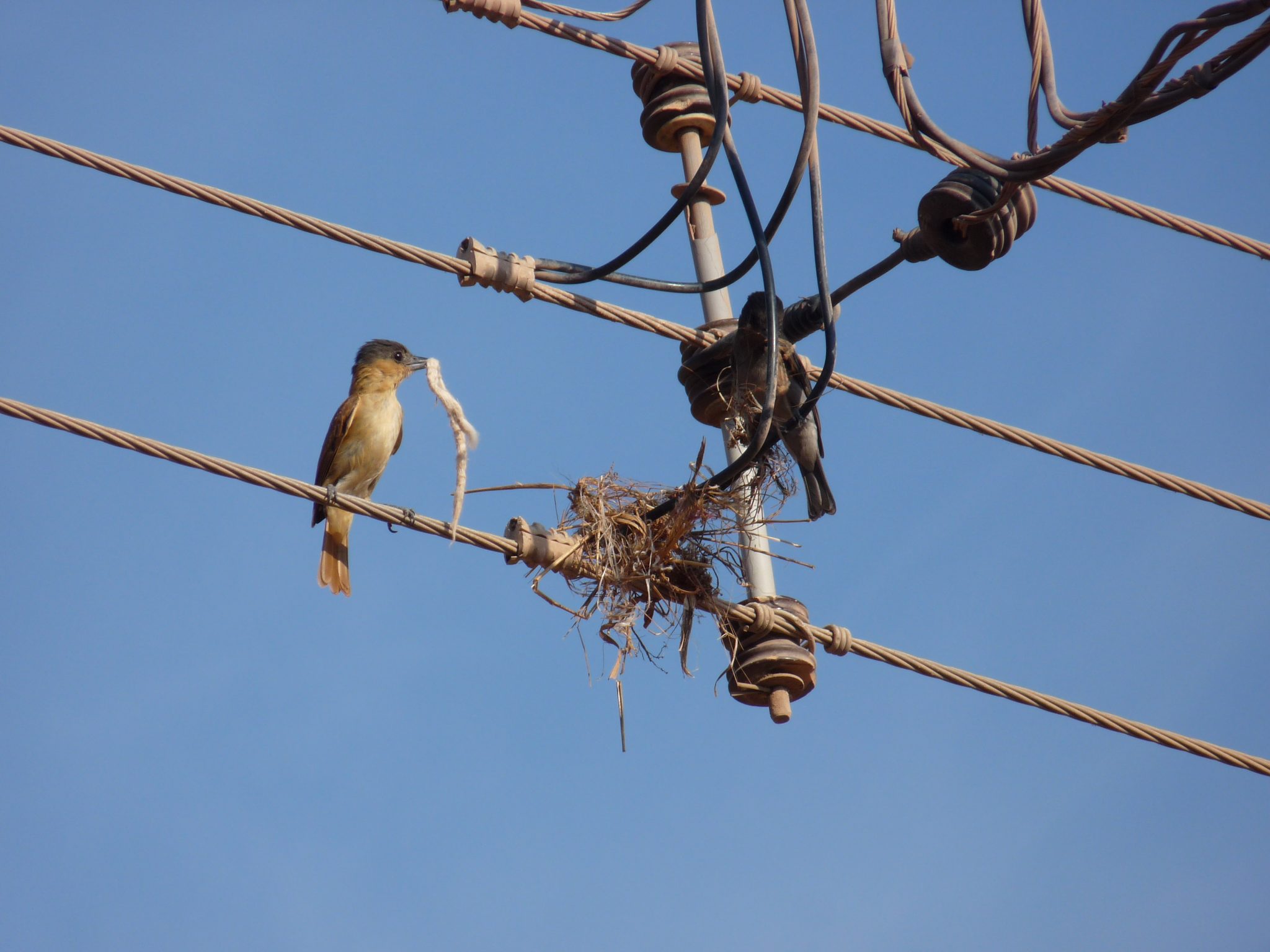 Our Garbage, Their Homes: Artificial Material as Nesting Material