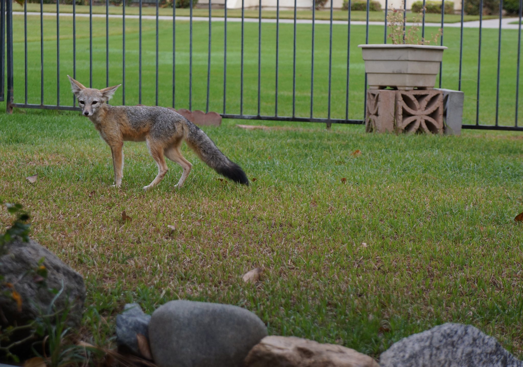 How a Little Endangered Fox Found Sanctuary in a California Oil Town