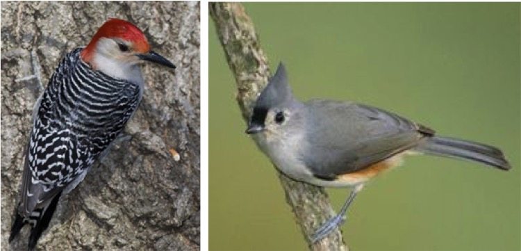 Building for Birds: An Online Tool to Evaluate How Different Development Designs Impact Forest Bird Habitat