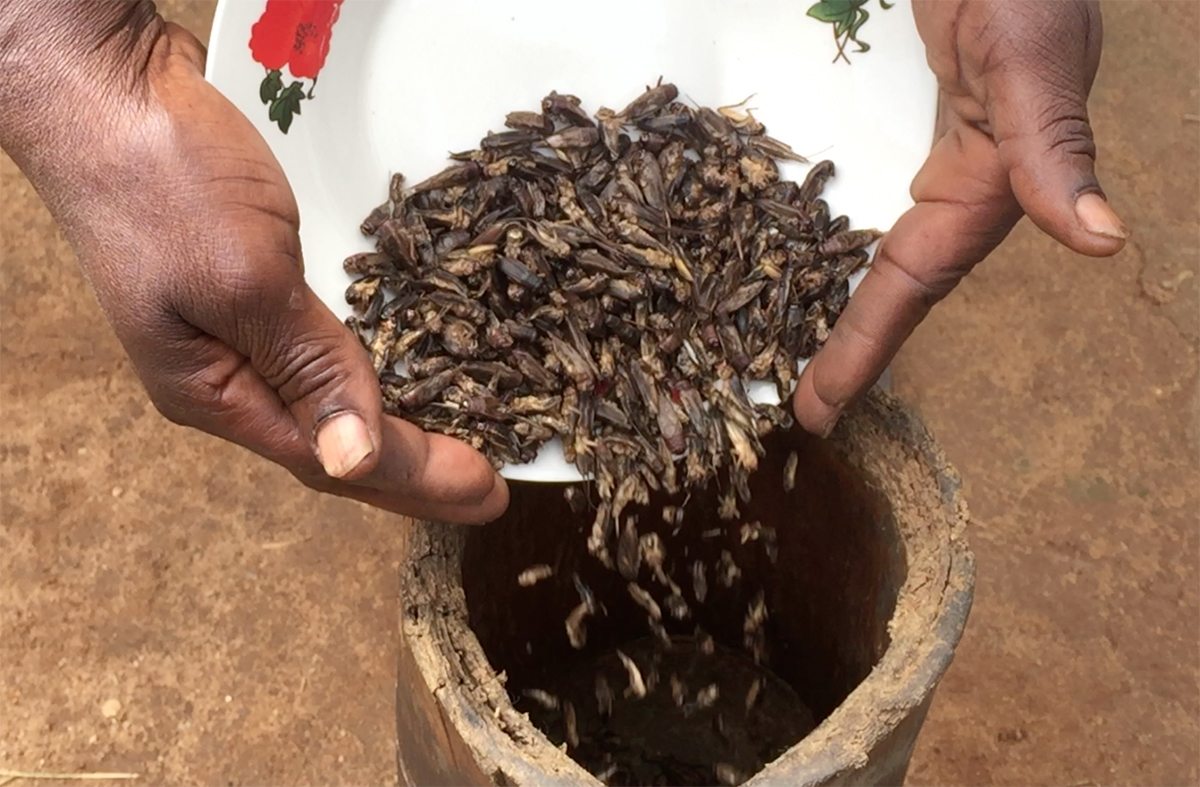 Six-legged Superfood for Chirpier Cities