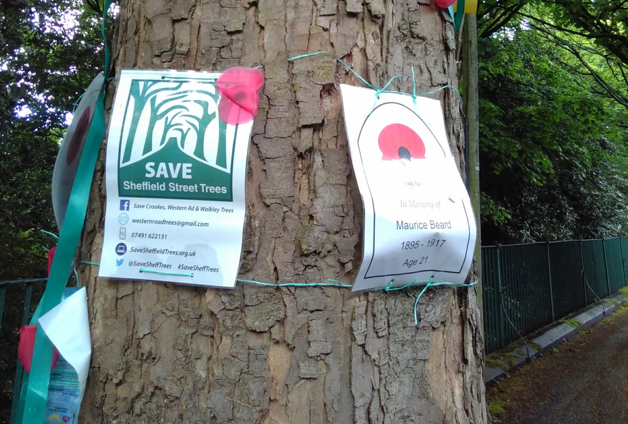 Trees Are More than Just Trees: the Good, the Bad, and the Ugly