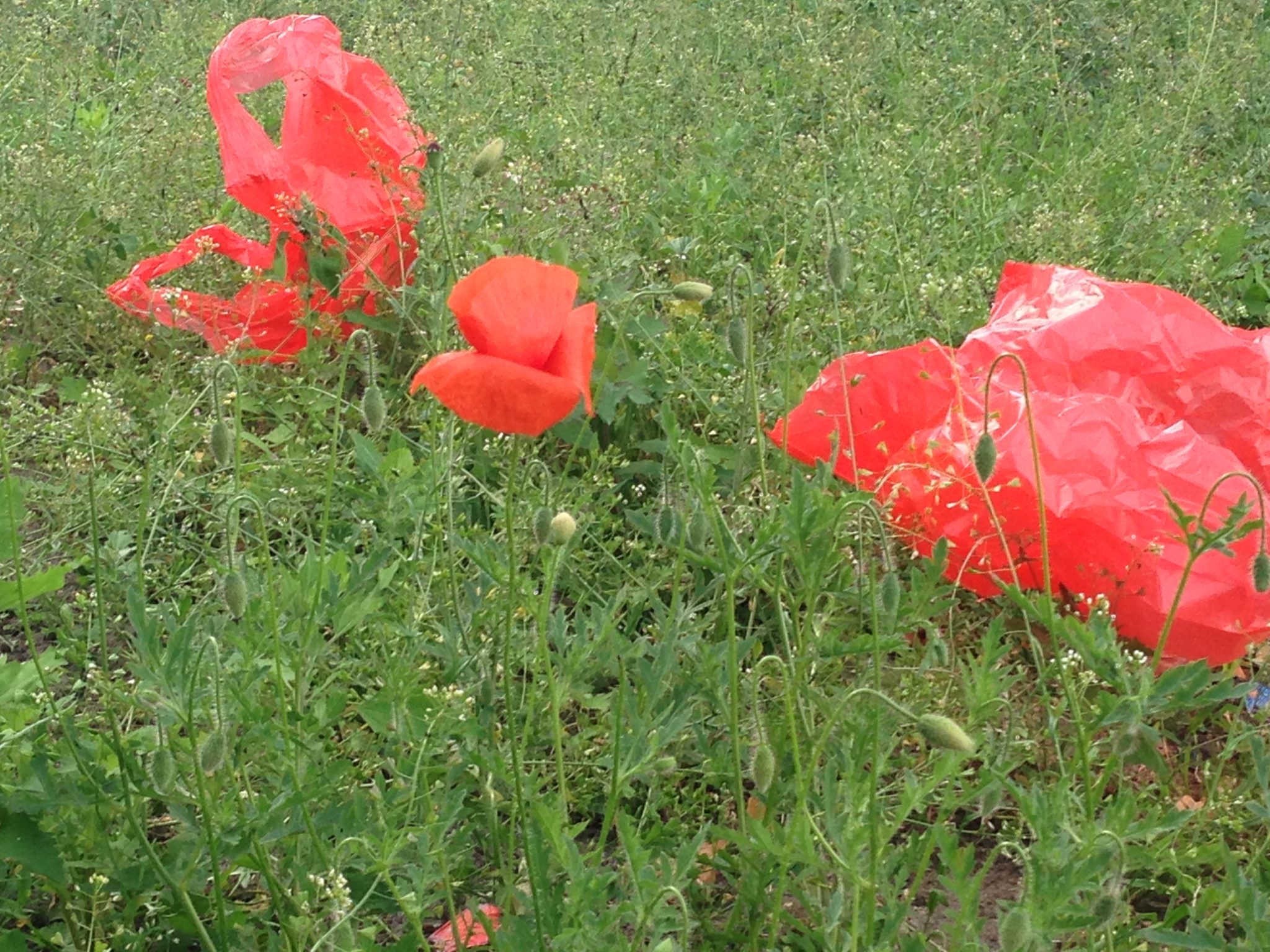 Time of the Poppies