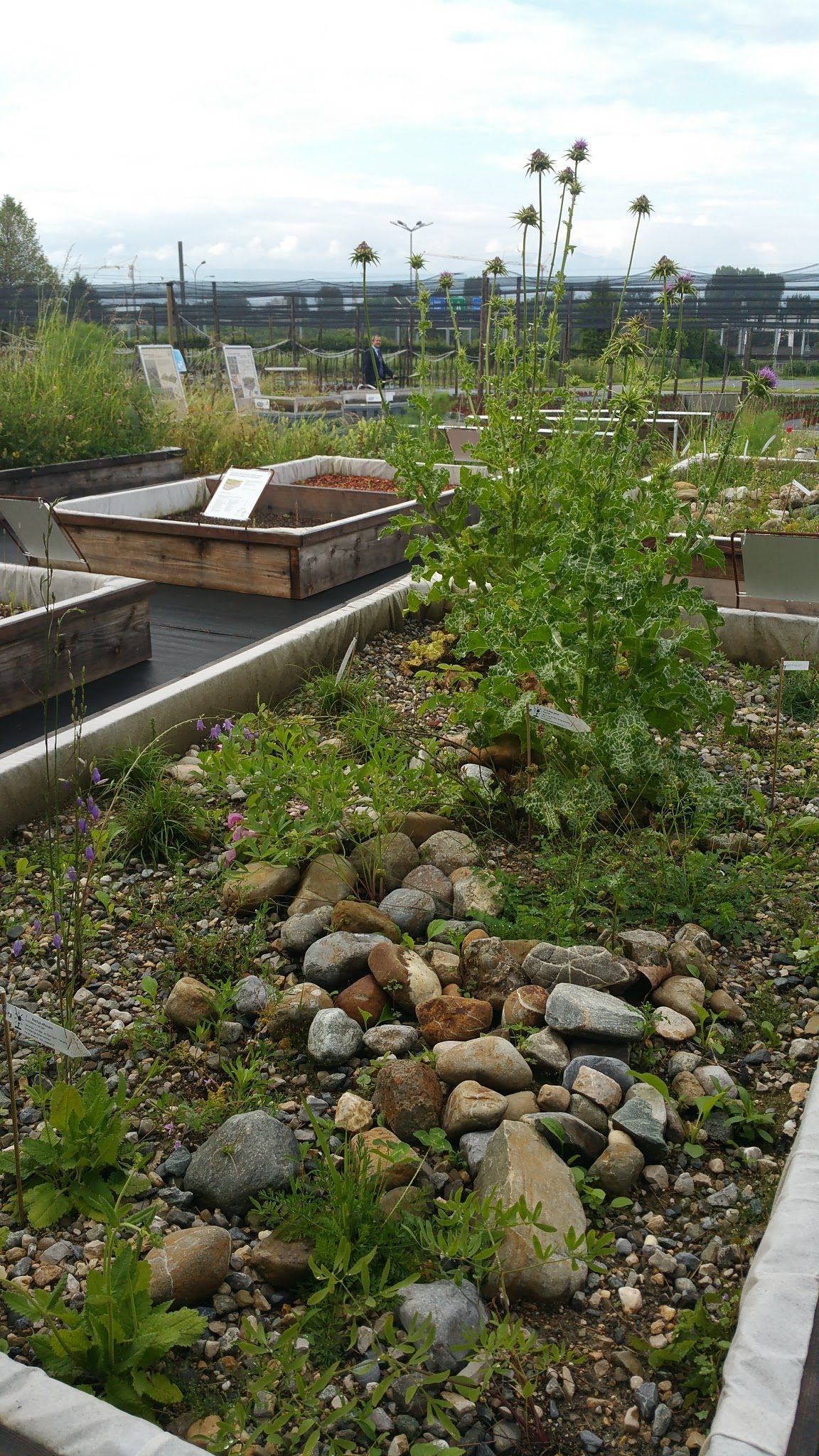 Swiss Green Roof Standards: Experiences and Exchanges from Three Years of Practice