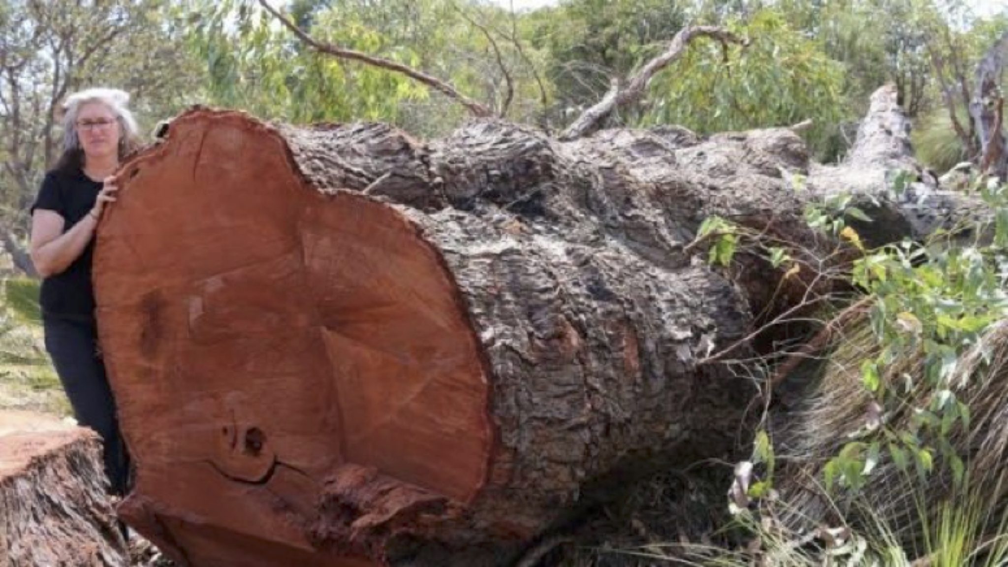 Black Cockatoo Rising: The Struggle to Save the Bushland in the City