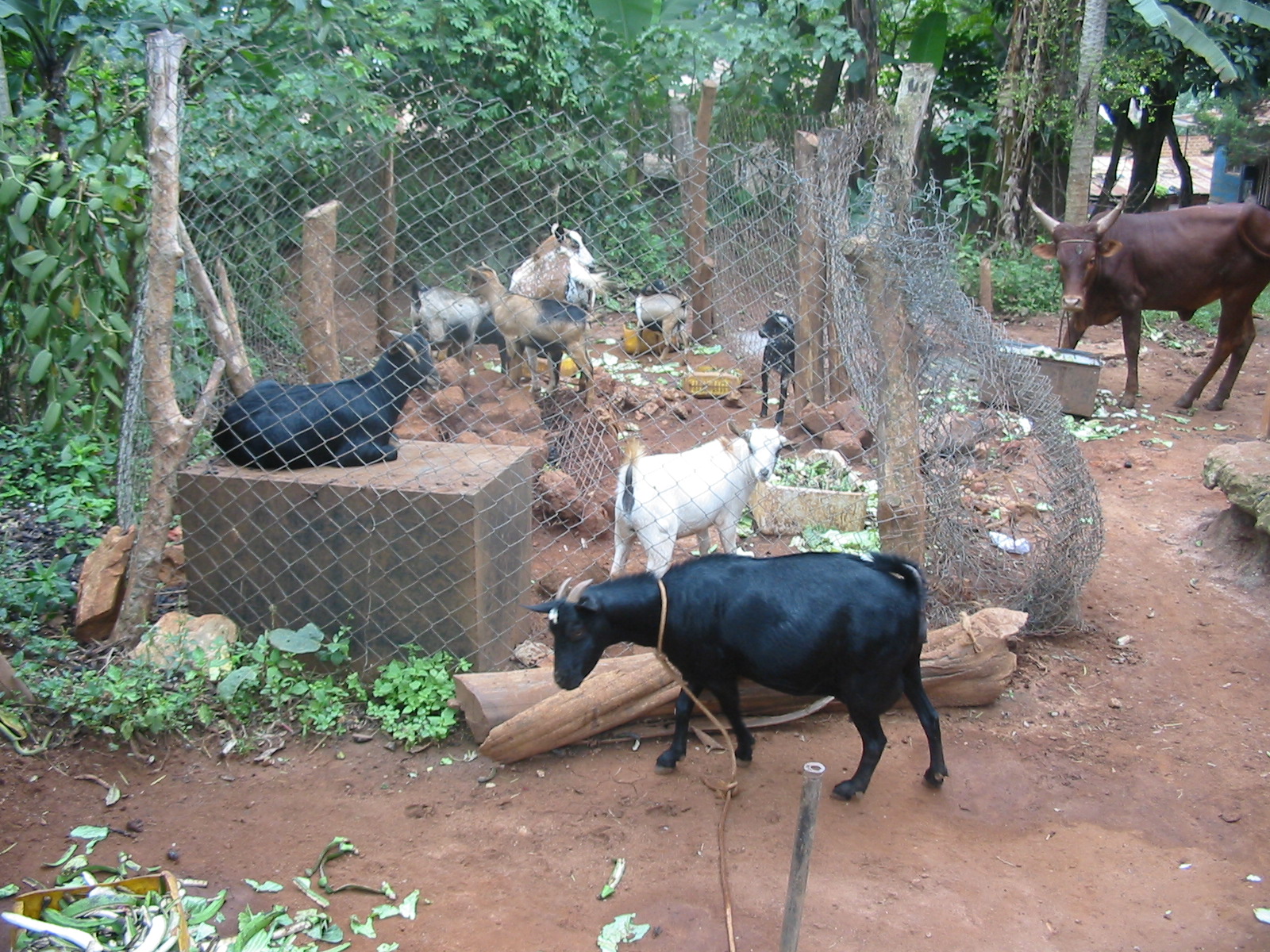 The Untamed City and its Indivisible Connection with Nature