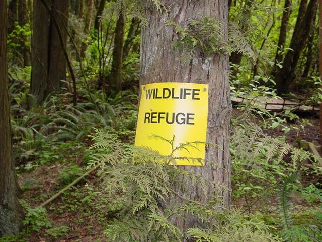 Preserving Urban Nature, No Silver Bullets