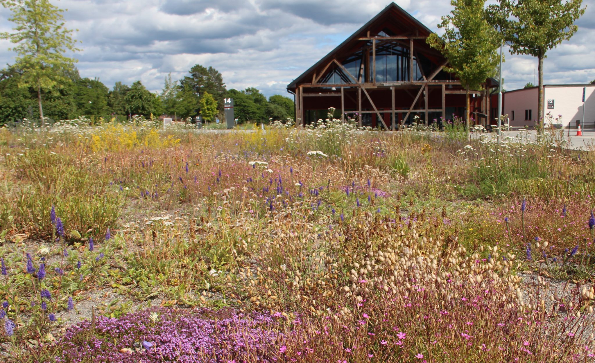 Searching for Sustainable Lawns in Sweden