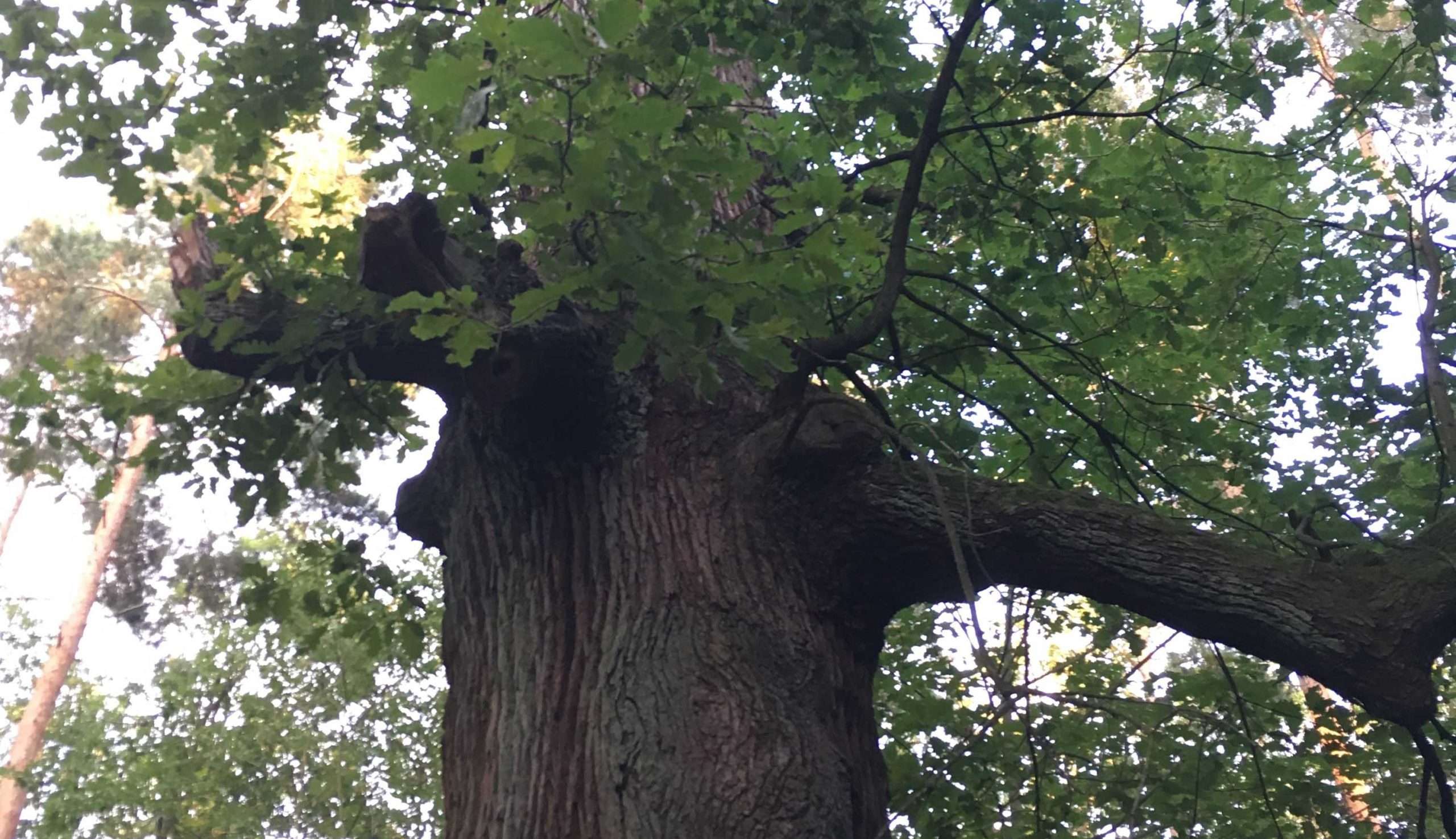 Trees are Breath