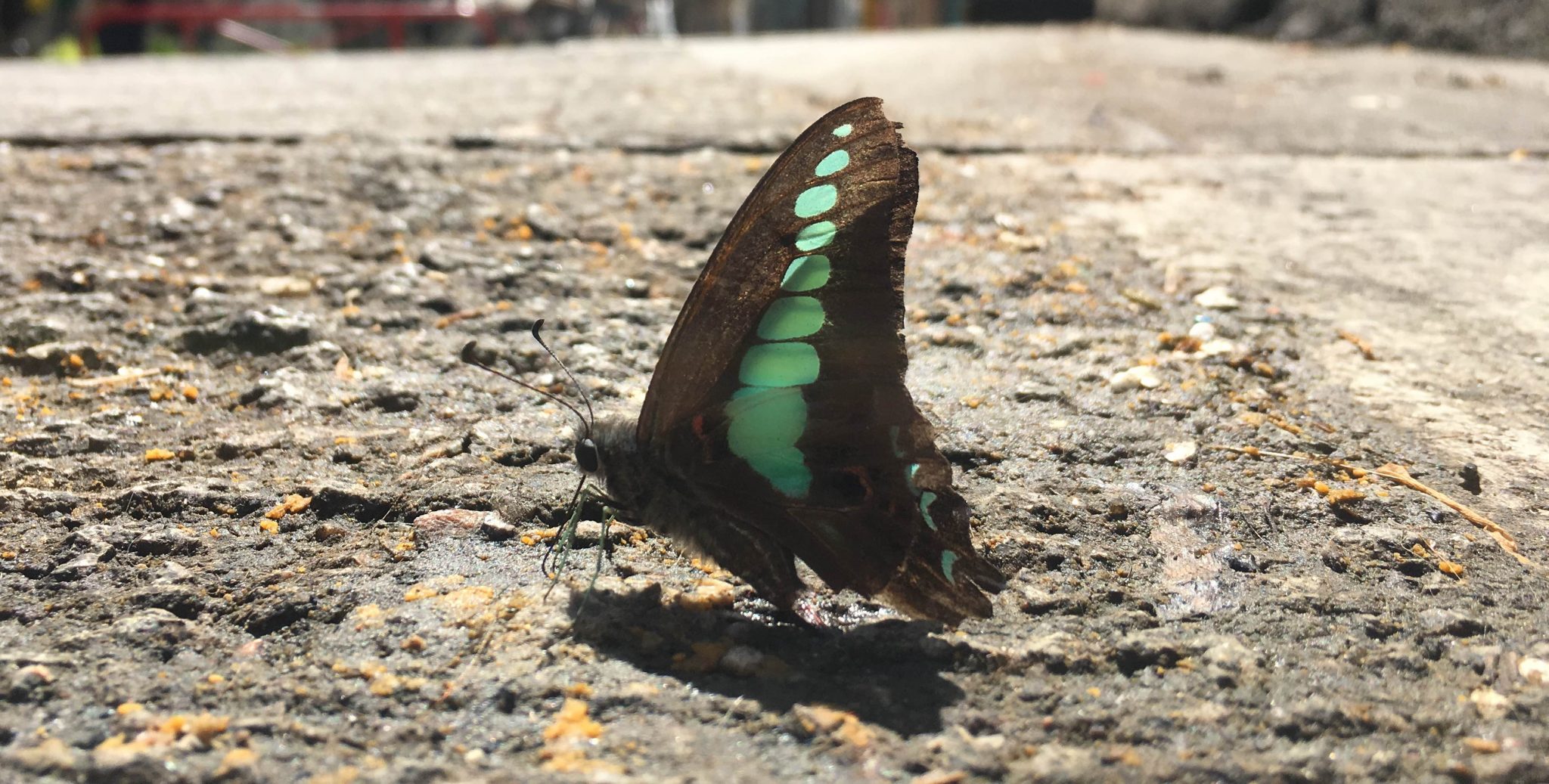Enabling Efficient Urban Biodiversity Monitoring Through Modern Natural History and Citizen Science