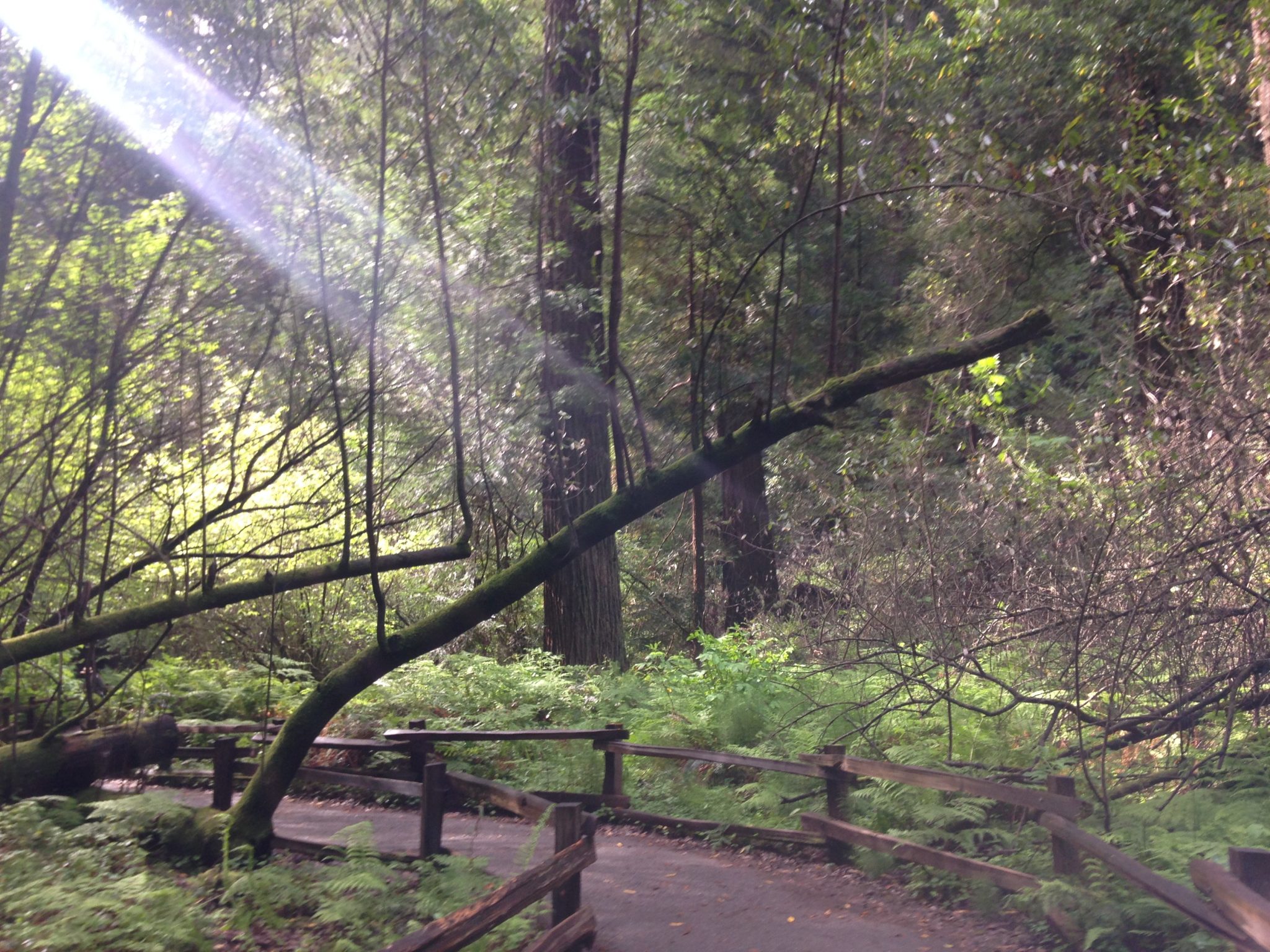 Making Parks Relevant: Muir Woods as a Museum that Invites Multiple Narratives