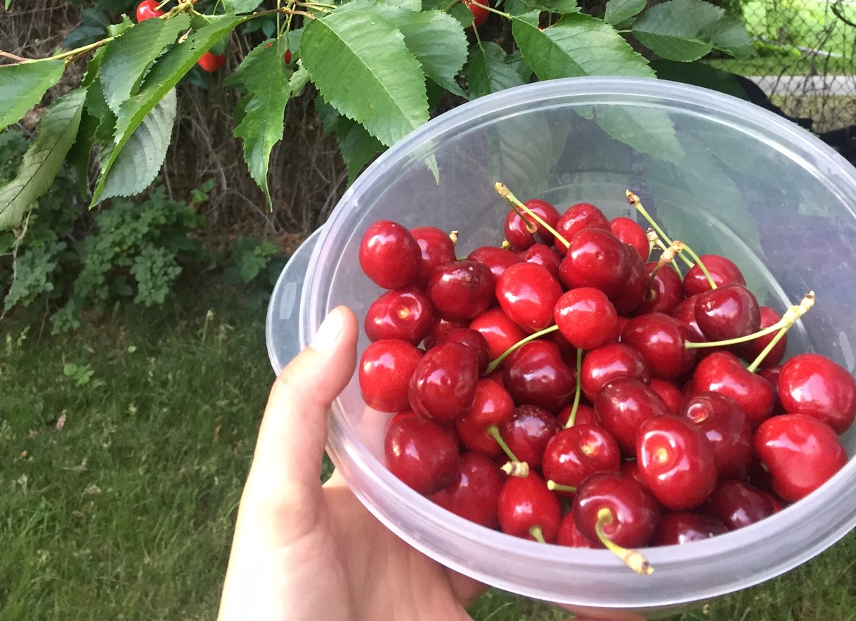 Low Hanging Fruit? In Complex Systems Maybe it’s Better to Aim for the Higher Fruit