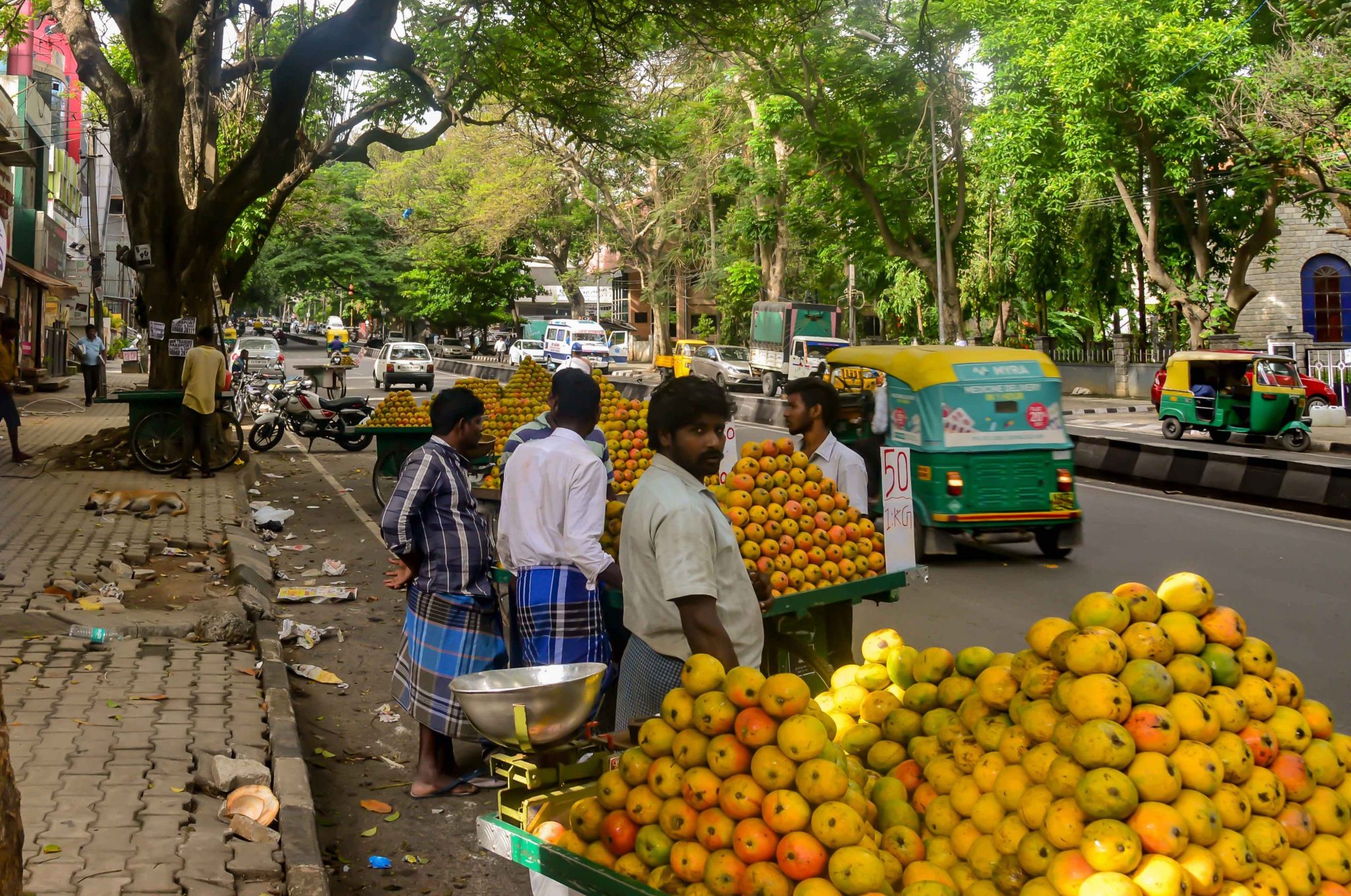Secular, Sacred, and Domestic—Living with Street Trees in Bangalore