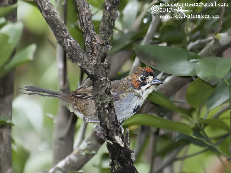 Urban Habitat Management that Could Attract Species that Otherwise Avoid Cities
