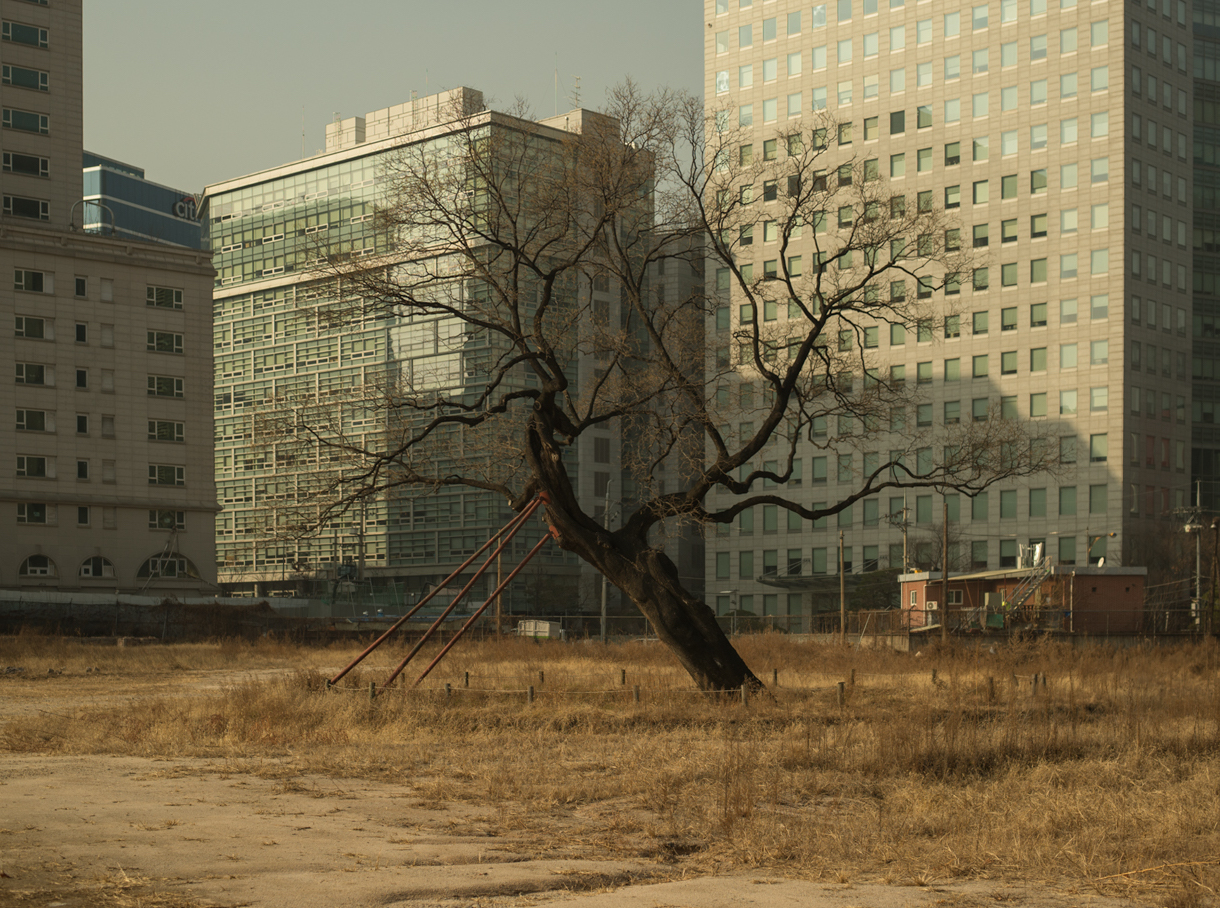 A City Designed by Trees