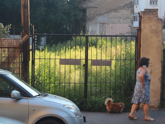 Let go of some urban domestication: How would you convince the mayor to re-wild the city?