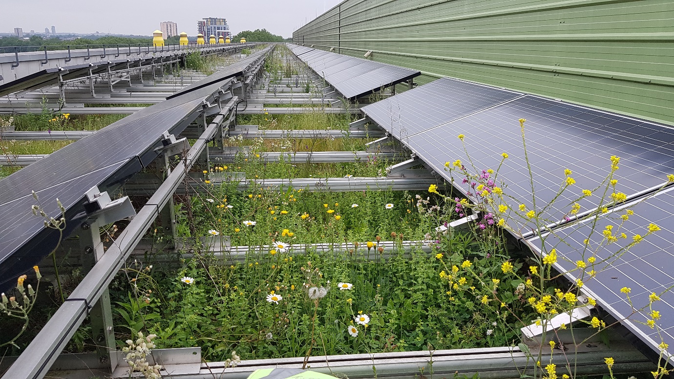 Mosaic Management: The Missing Ingredient for Biodiversity Innovation in Urban Greenspace Design