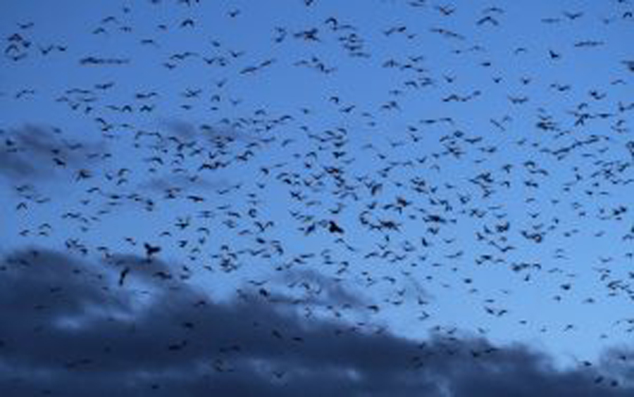 Crows of Vancouver: The Middle Way Between Biophobia and Biophilia
