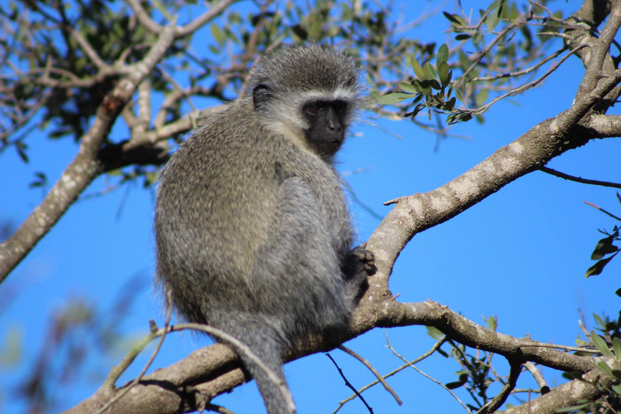 On Paschal Mysteries, Primates and Conflagration: Notre Dame and the Ecological Disenfranchisement of Western Civilization