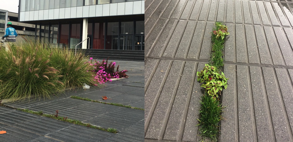 As a landscape architect, how do you interpret the word “biodiversity”? How does this meaning find expression in your design?