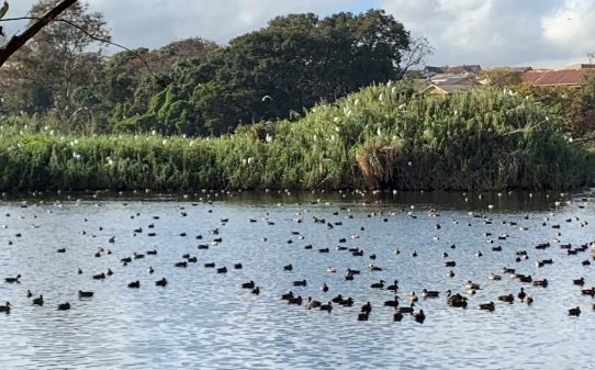 Avoid Pitfalls and Expand the Promise of Urban Wetlands for Biodiversity: A Tale of Three Urban Wetlands