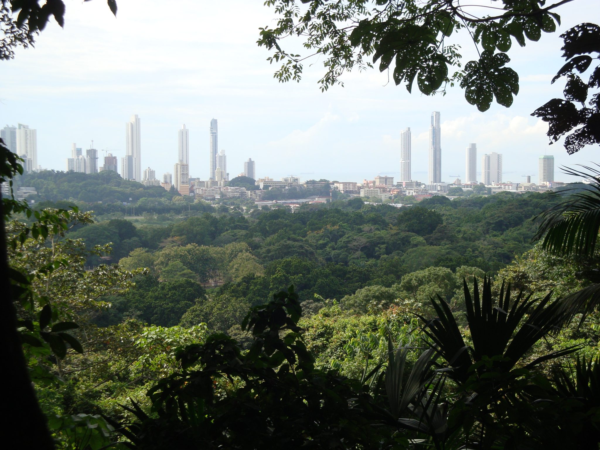 Tree Planting in Green Urban Infrastructure