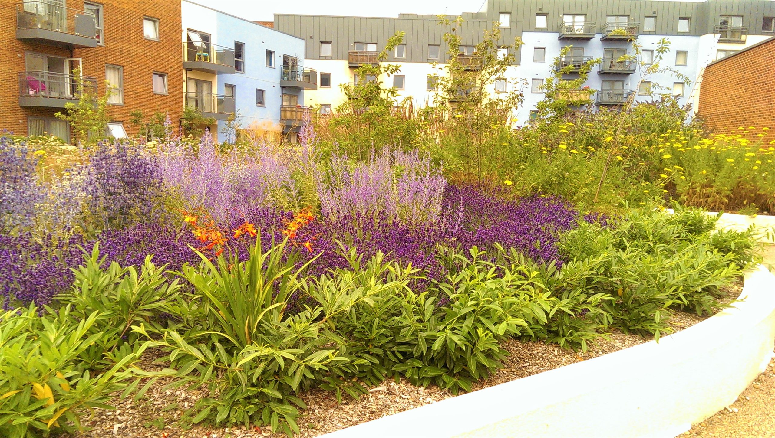 Native Versus Non-native: Which Plants are Best for Biodiversity?