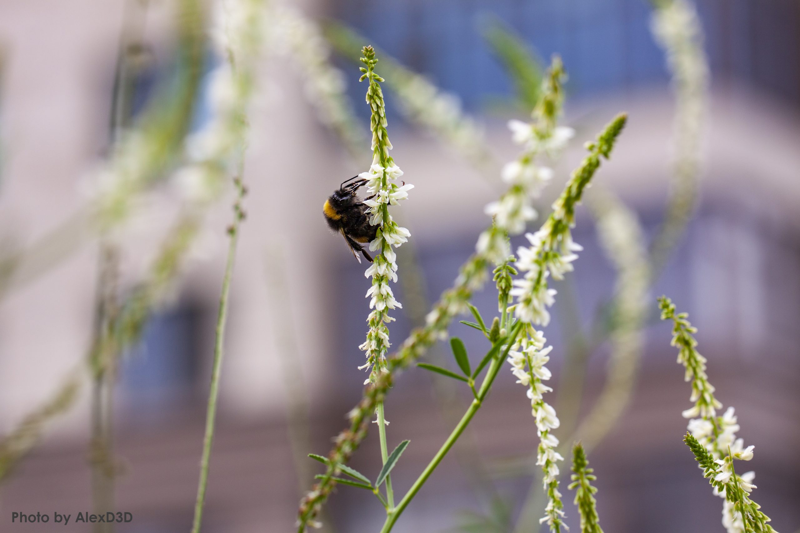 Why Would the Economy Need Biodiversity?