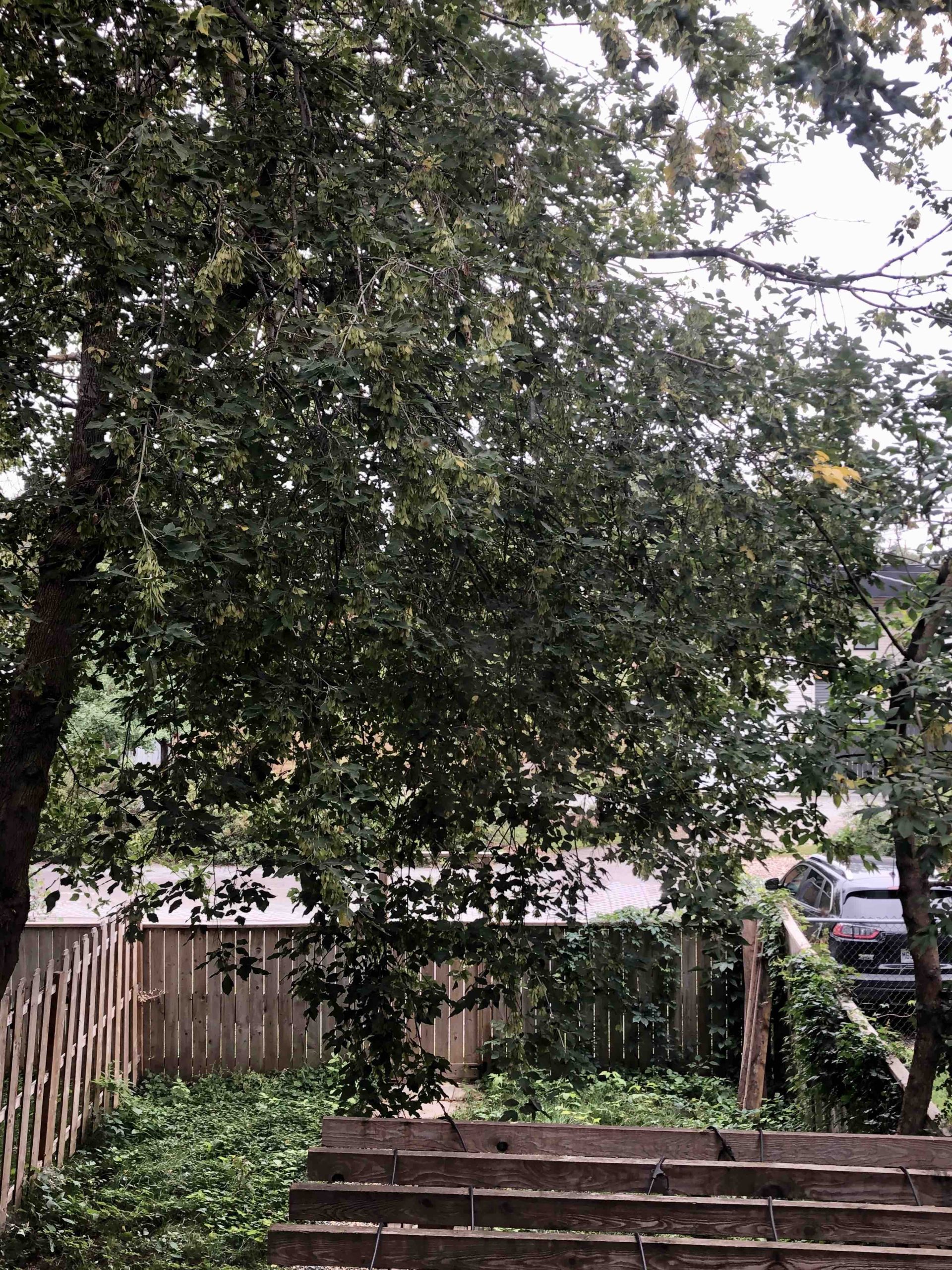 What is One Tree Worth?