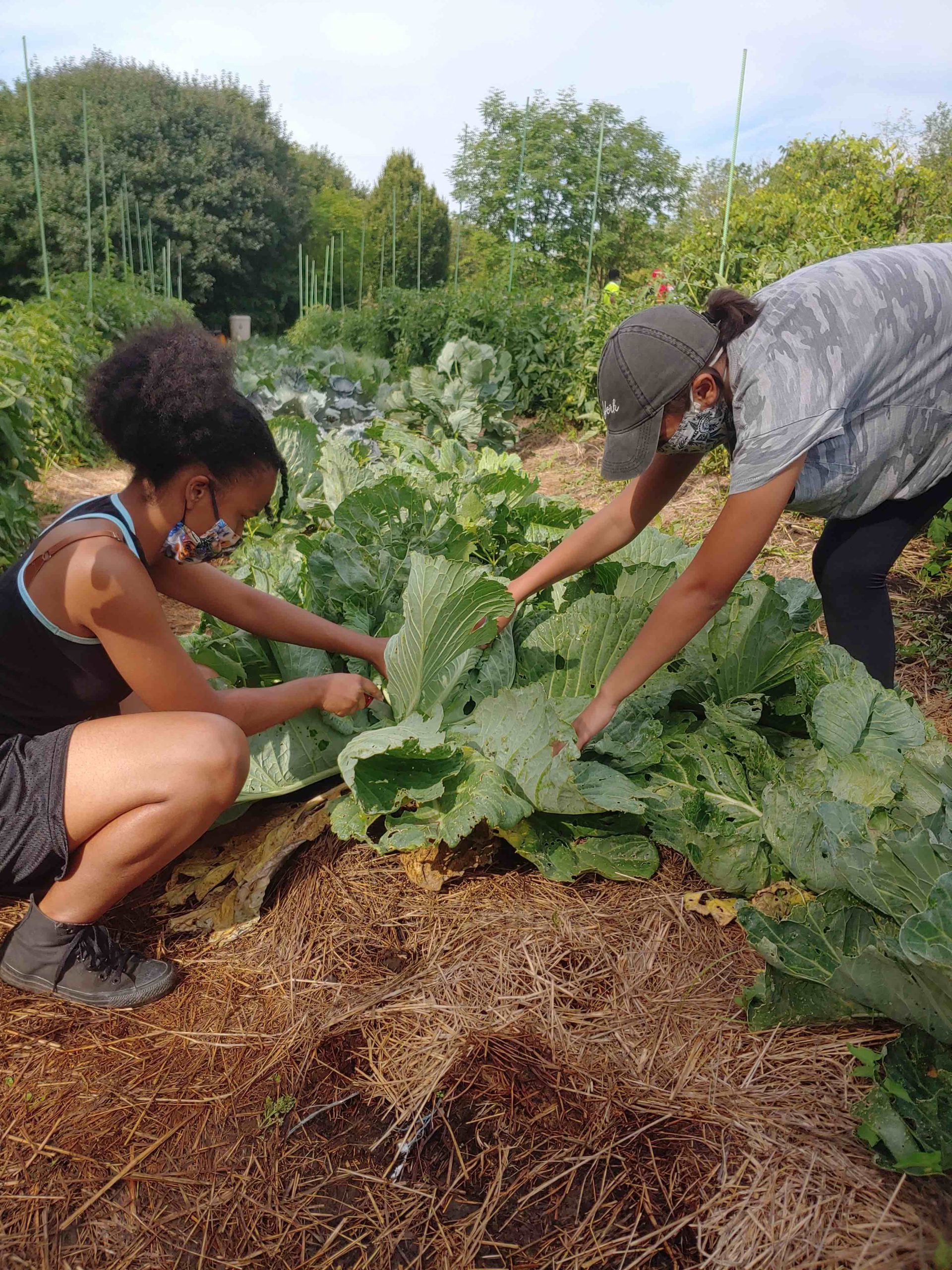 Opportunity in Crisis: Ecojustice Education for Pandemic Resilience 