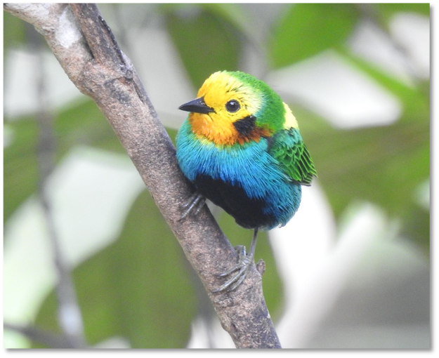 Is Cali the City with the Most Birds in the World?