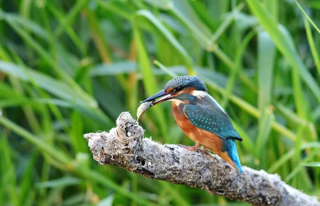 Auto-rewilding Birdlife Along the Bath River Line