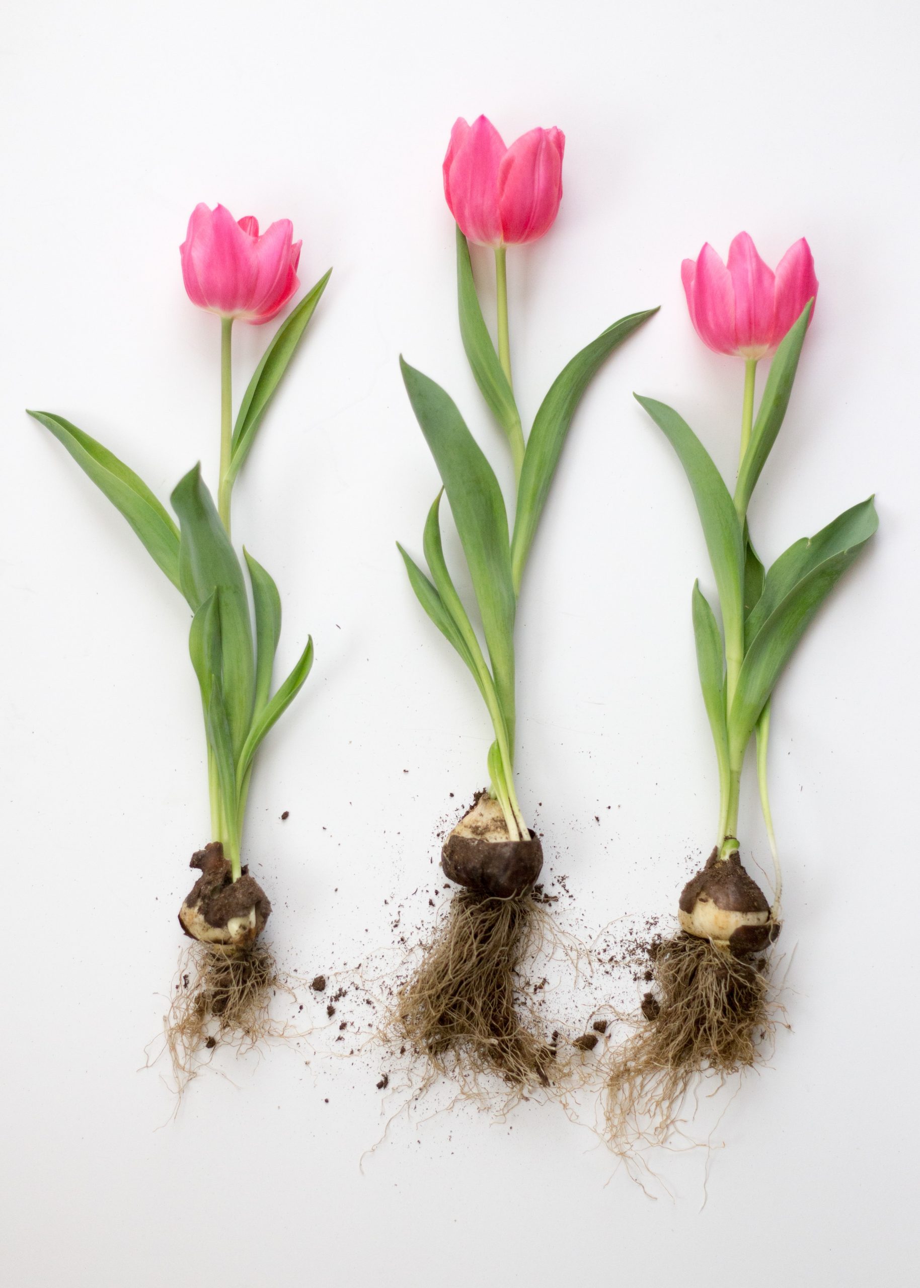 Can we enable better decision-making when it comes to urban plant selection and preparation? Does urban ecology and the horticulture industry need to be better engaged with each other?
