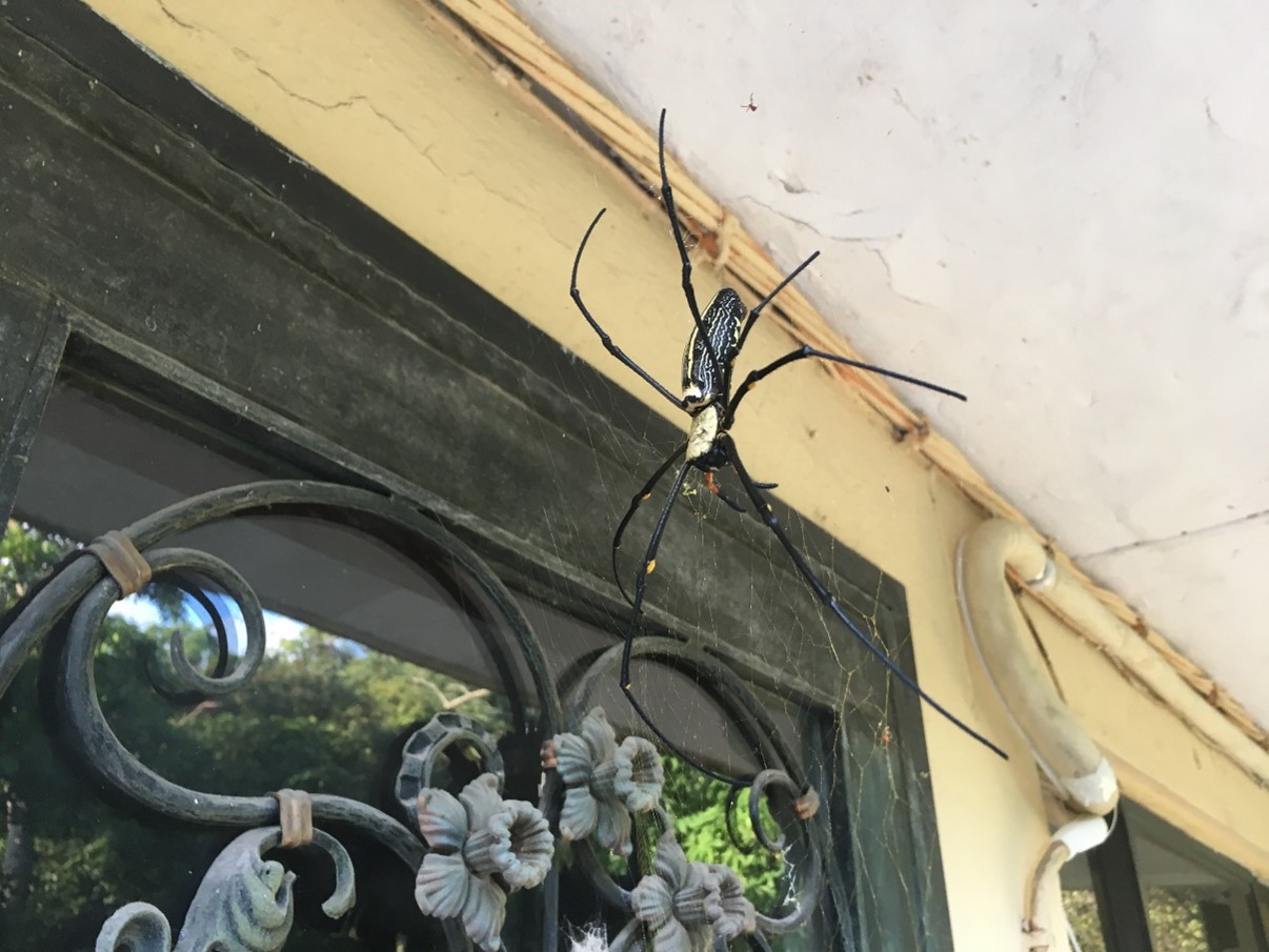 Urban Spiders – Fuzzy Friends or Fearsome Foes?