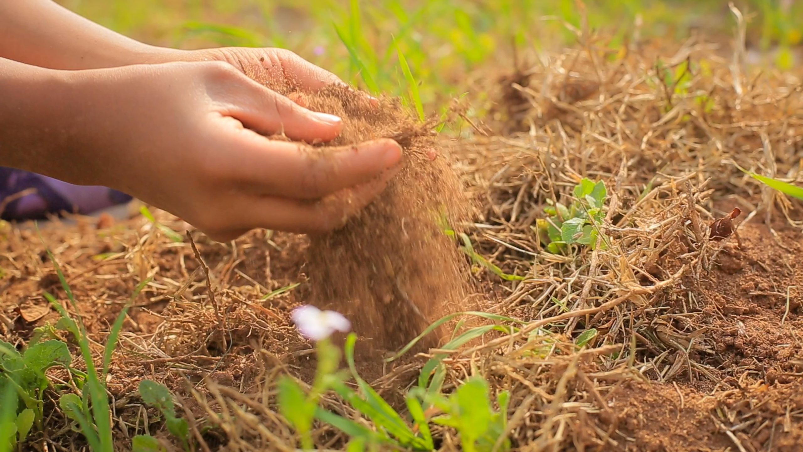 A Nonprofit Organization Creates Mini-forests in Public Schools in São Paulo Using the Miyawaki Method