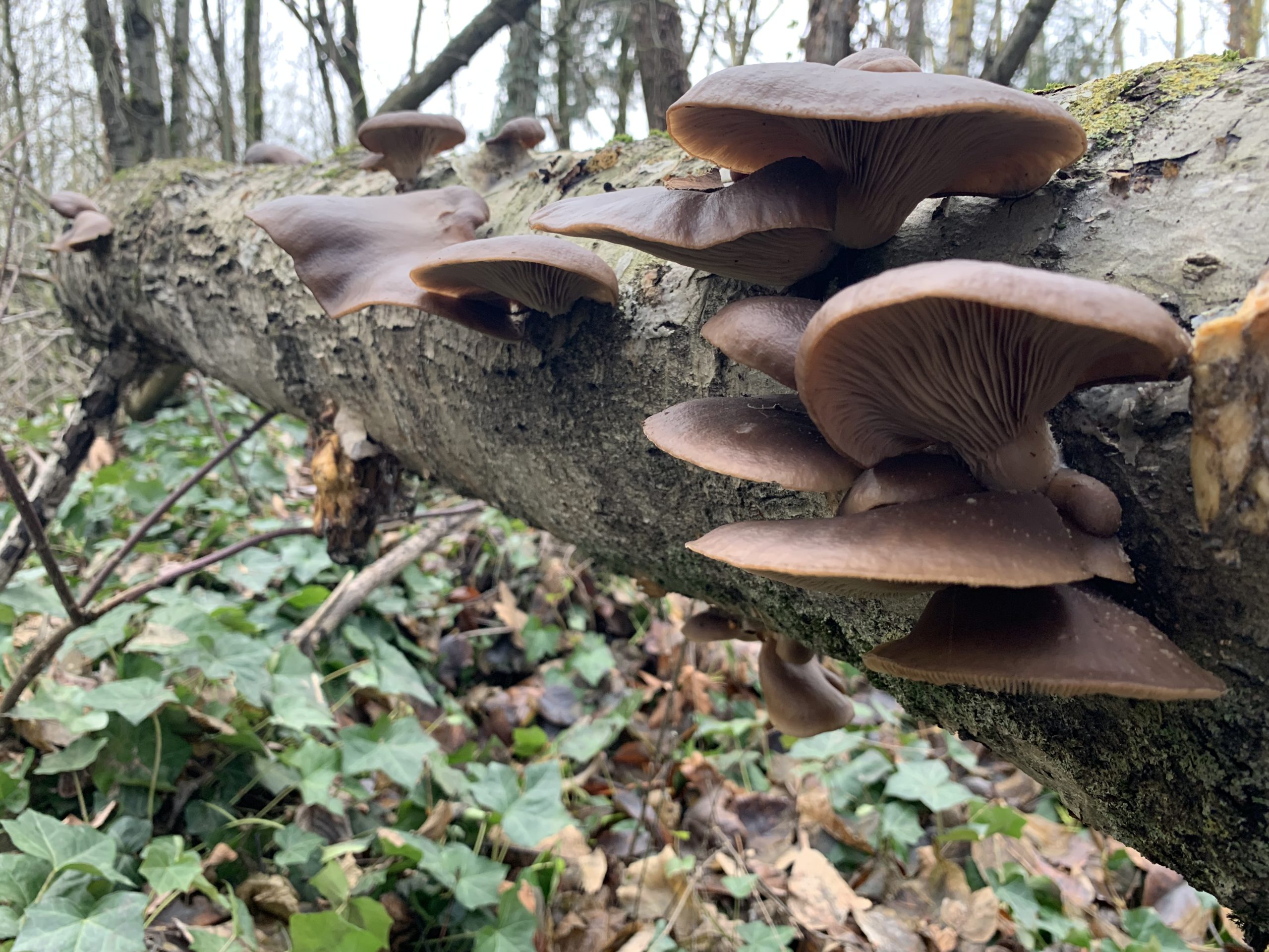 Partnering With Fungi and Soil for Better Futures