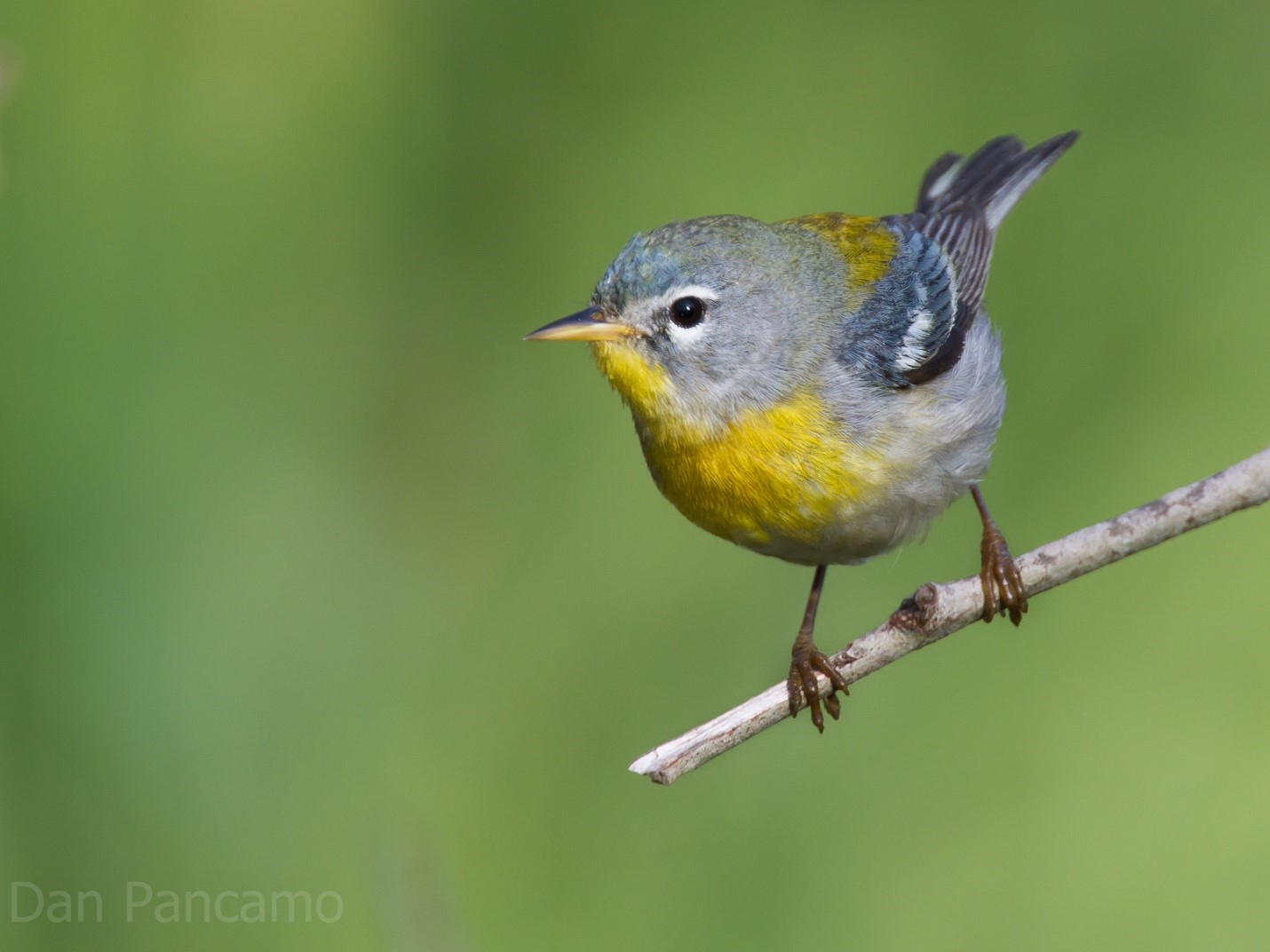 Can Neighborhoods Provide Breeding Habitat for Interior-Forest Specialist Birds? Yes