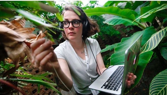 Composing an Entropic Symphony from the Sounds of Plants About to Be Displaced