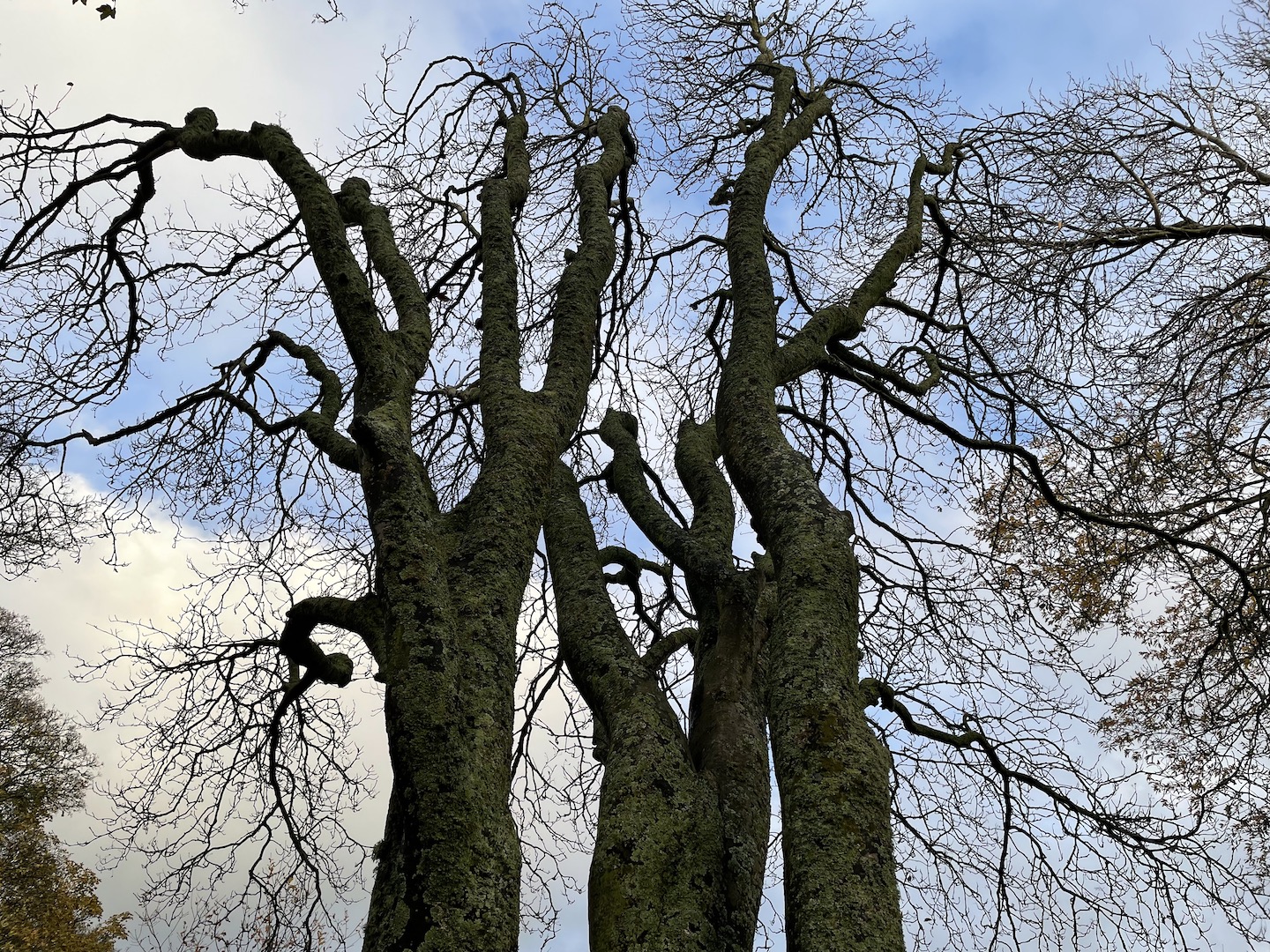 Talk in the Park: An inquiry into culture and creativity
