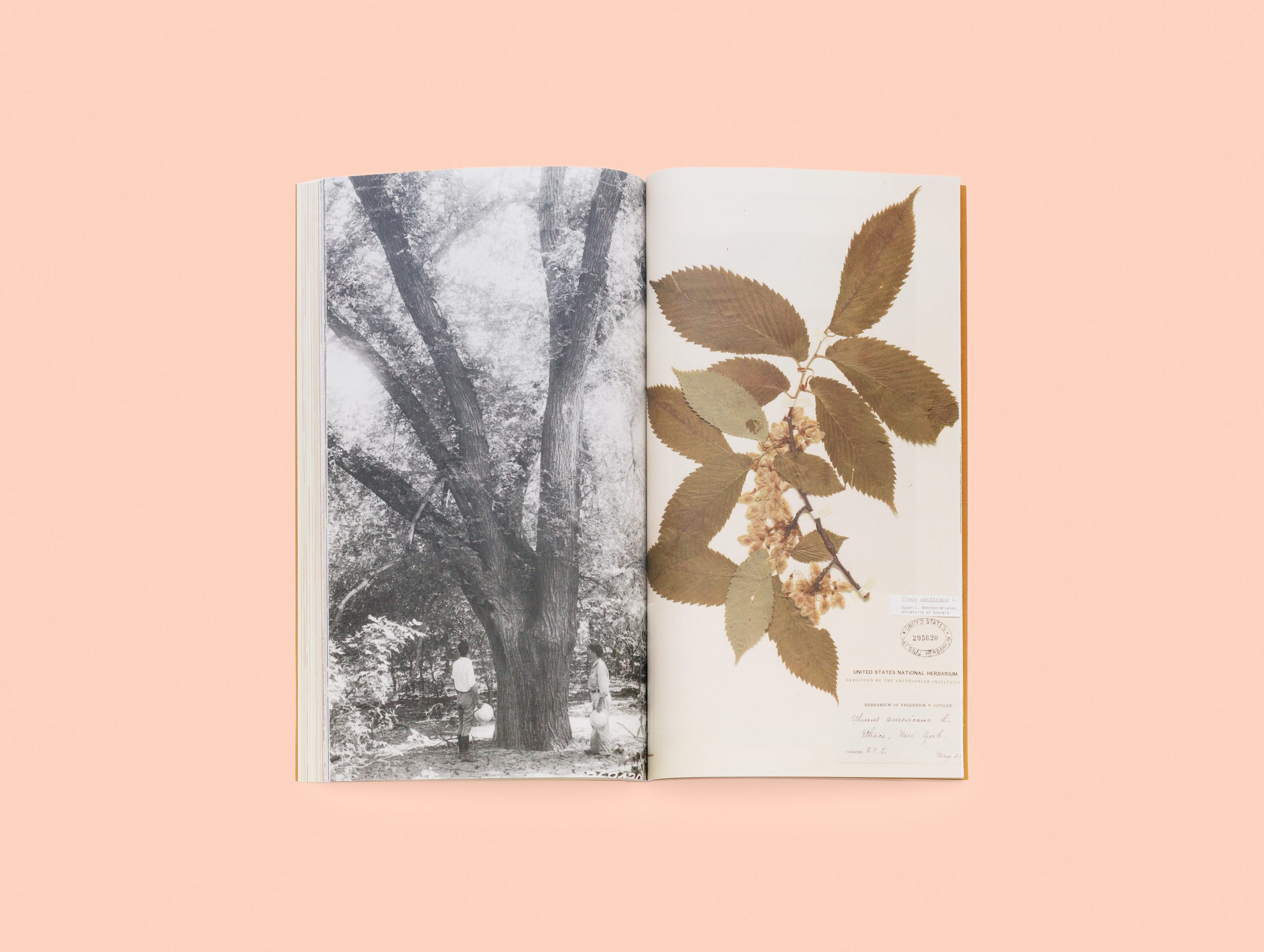 A Tree Grows in Queens