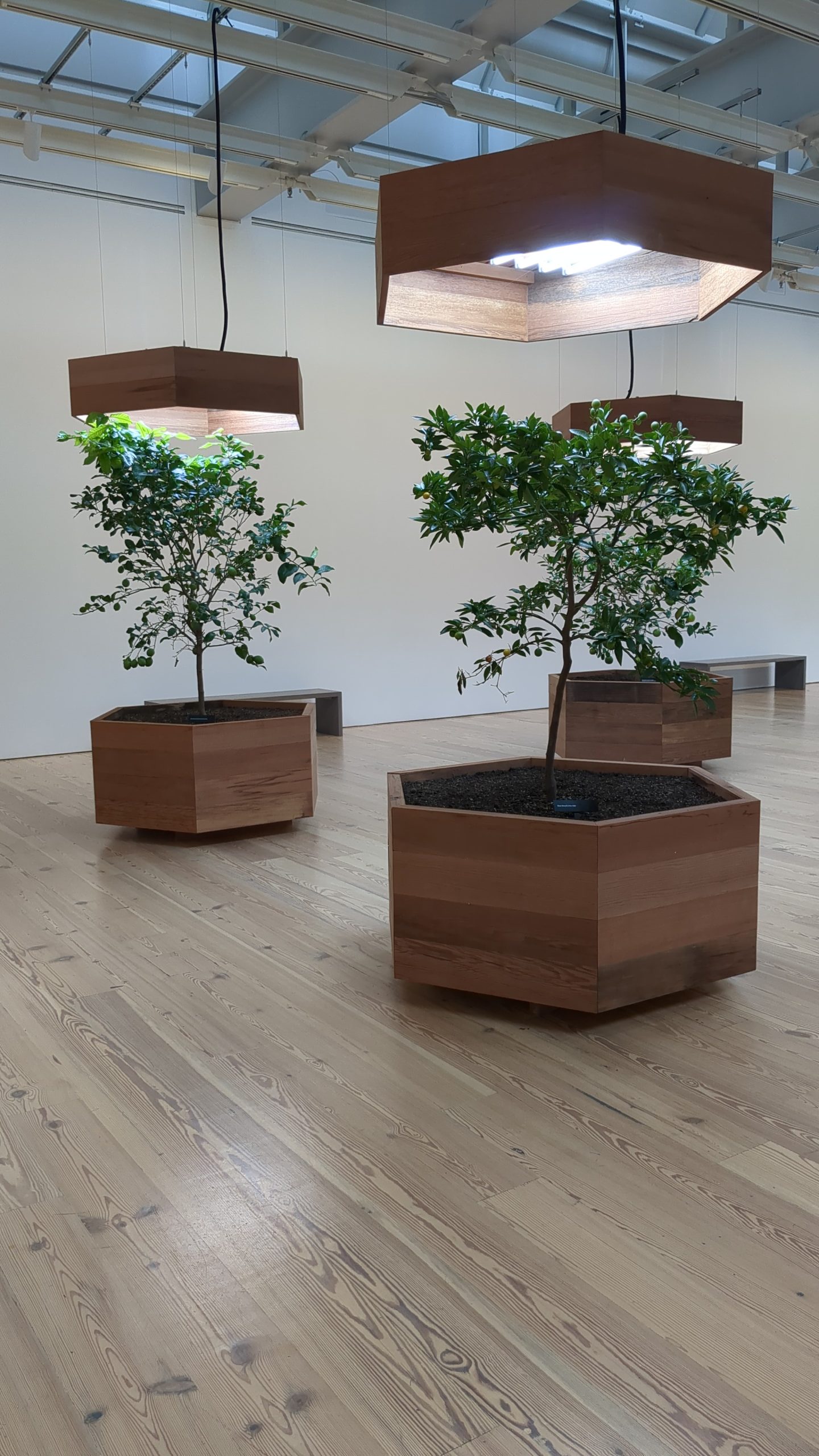 How Could an Orchard Installed in a Gallery Affect Us (And The Gallery)?